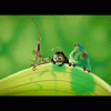 (image for) A Bug's Life Linked